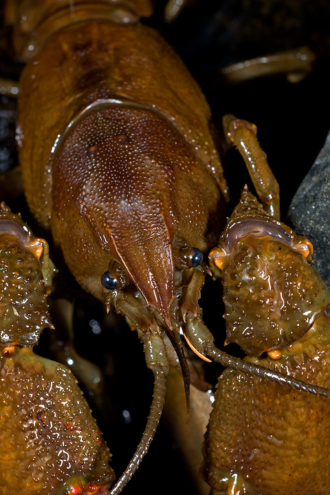 gambero, fiume, austropotamobius pallipes, val d'aveto